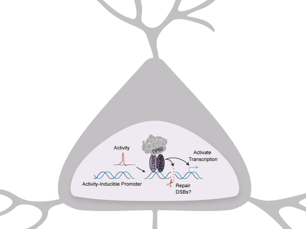 research-interests-pollina-lab